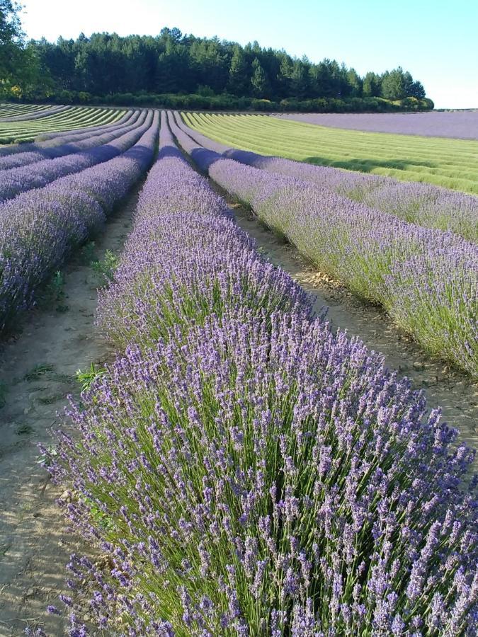 Le Mas Des Lavandes Sault-de-Vaucluse Exteriör bild