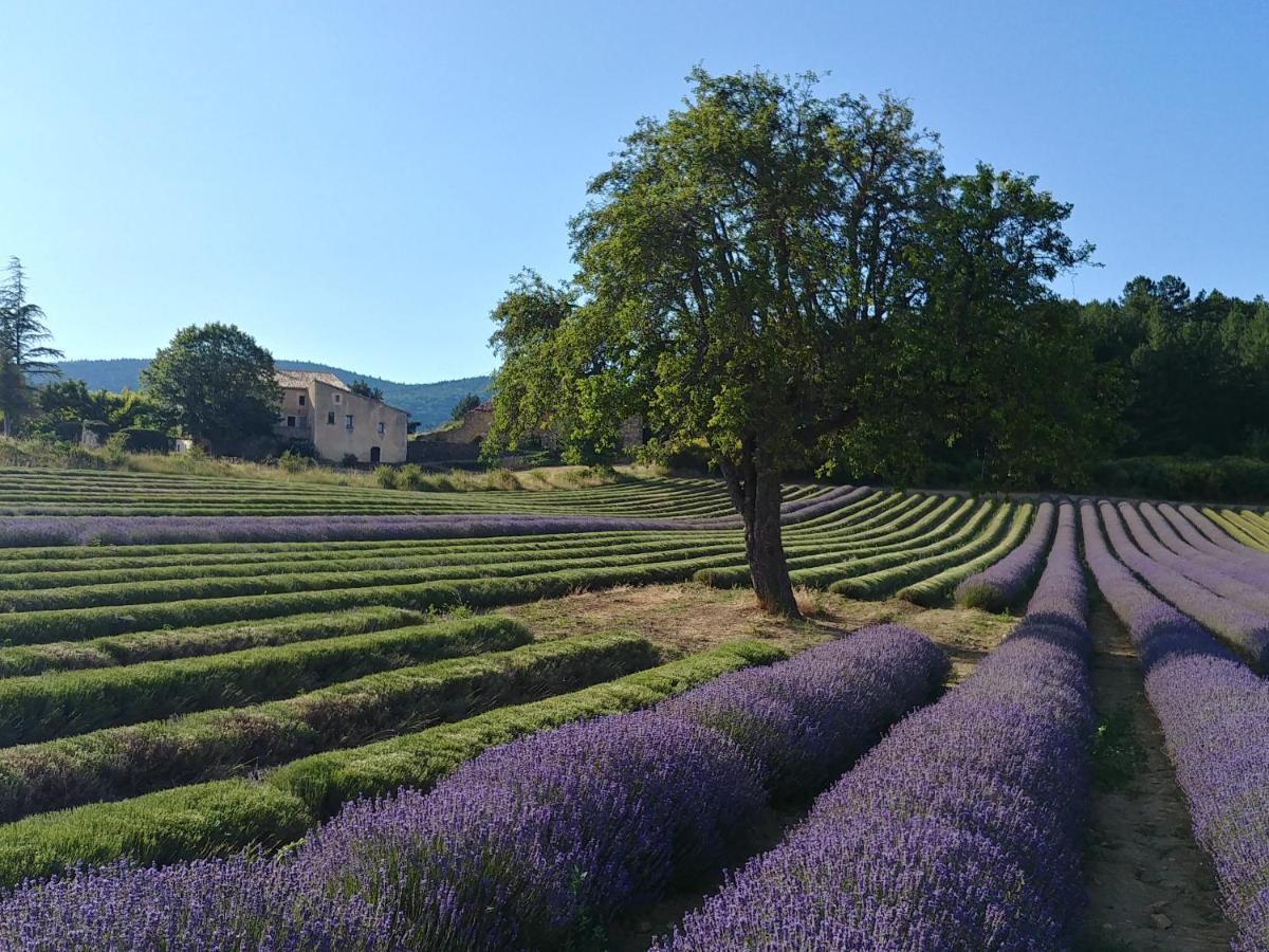 Le Mas Des Lavandes Sault-de-Vaucluse Exteriör bild